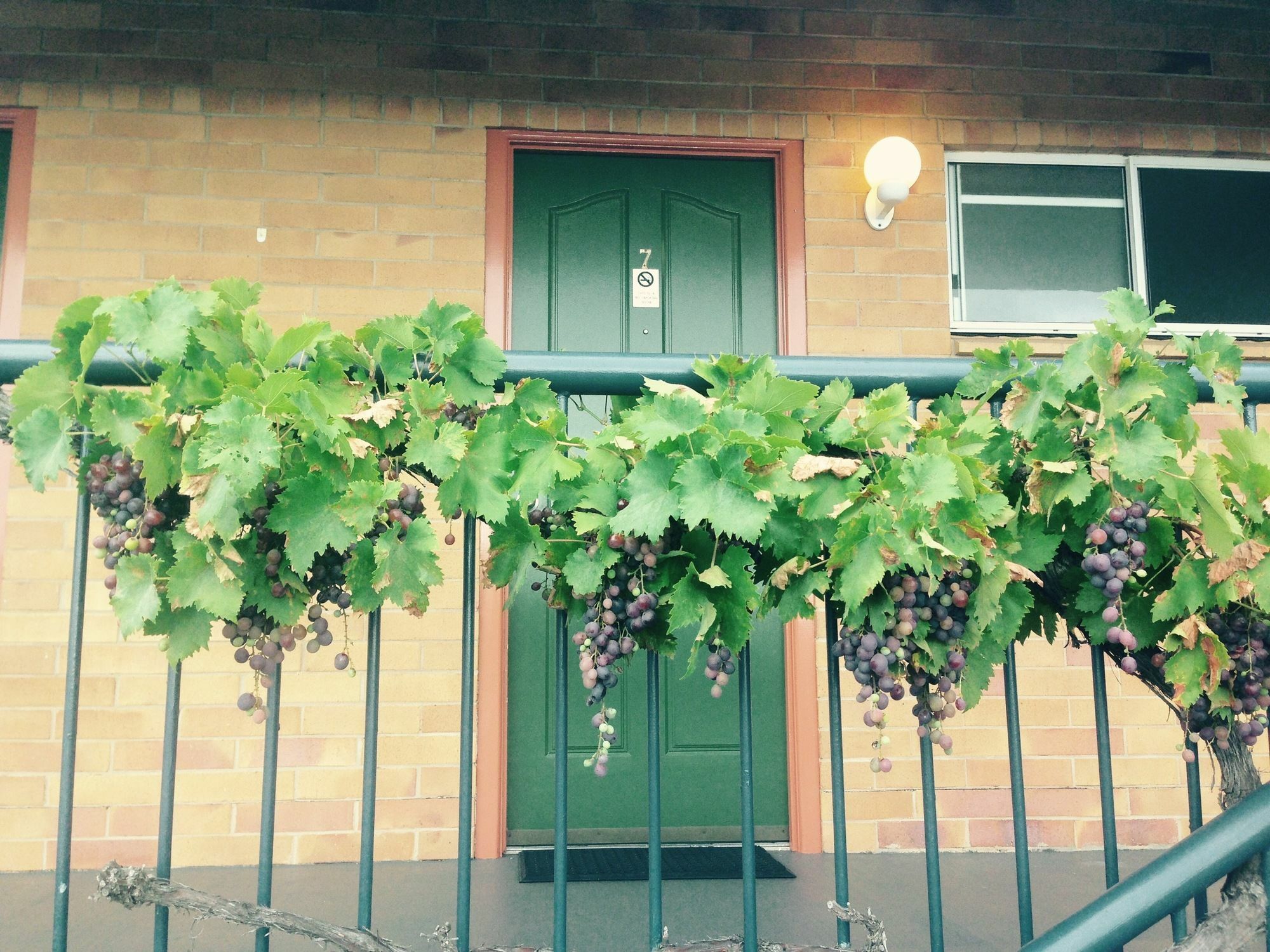 The Vines Motel & Cottages Станторп Екстер'єр фото
